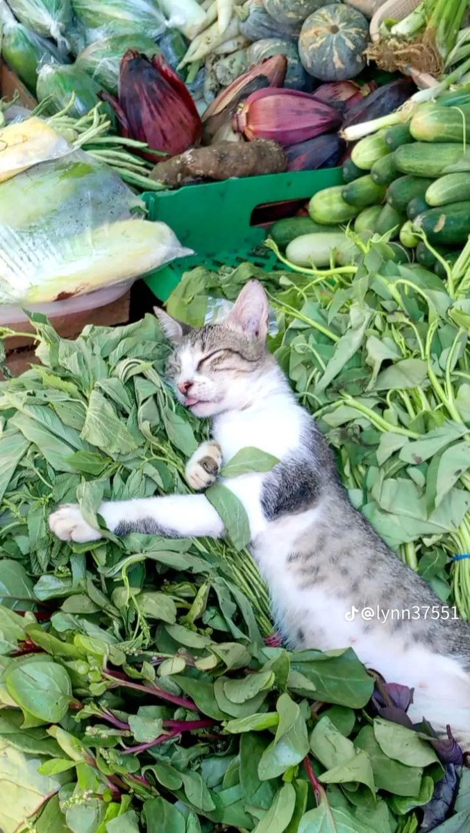 PostsOfCats's tweet photo. Sleeping beauty 😭 https://t.co/xfRULUkQmT