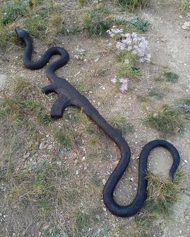 pedestrian's tweet photo. AK Python by Vasily Slonov (2019) https://t.co/mUroVvuXfi
