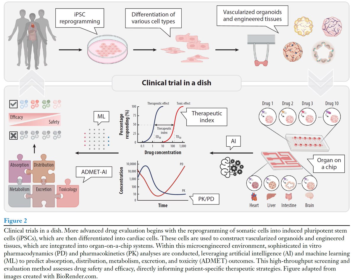 Joseph C Wu, MD, PhD (@joseph_c_wu) on Twitter photo Our latest review, "Next-Gen Therapeutics: Pioneering #DrugDiscovery with #iPSCs, #Genomics, #AI, and Clinical Trials in a Dish", is out in <a href="/AnnualReviews/">Annual Reviews</a>!
annualreviews.org/content/journa…
Congrats to <a href="/_ZehraYildirim_/">Zehra Yildirim</a> <a href="/KyleWSwanson/">Kyle Swanson</a> <a href="/james_y_zou/">James Zou</a> <a href="/StanfordCVI/">Stanford CVI</a> <a href="/GreenstoneBio/">Greenstone Biosciences</a> Our latest review, "Next-Gen Therapeutics: Pioneering #DrugDiscovery with #iPSCs, #Genomics, #AI, and Clinical Trials in a Dish", is out in <a href="/AnnualReviews/">Annual Reviews</a>!
annualreviews.org/content/journa…
Congrats to <a href="/_ZehraYildirim_/">Zehra Yildirim</a> <a href="/KyleWSwanson/">Kyle Swanson</a> <a href="/james_y_zou/">James Zou</a> <a href="/StanfordCVI/">Stanford CVI</a> <a href="/GreenstoneBio/">Greenstone Biosciences</a>
