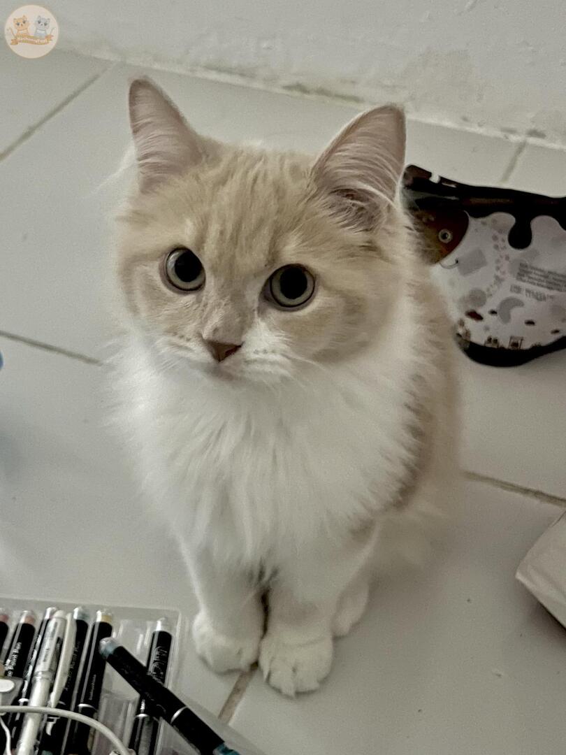 kochengfs's tweet photo. kcg! bOCIIIIIL. kalau habis dimarahin pasti langsung act gemes gini. mana tega marahin. 😾 https://t.co/aYhUE5FQUr