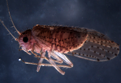 Zootaxa's tweet photo. Two #newspecies of genus Hemipsocus (#Psocodea: ‘Psocoptera’: Hemipsocidae) from #India
https://t.co/0ellntCC6j
#Taxonomy https://t.co/08JynaRHIu