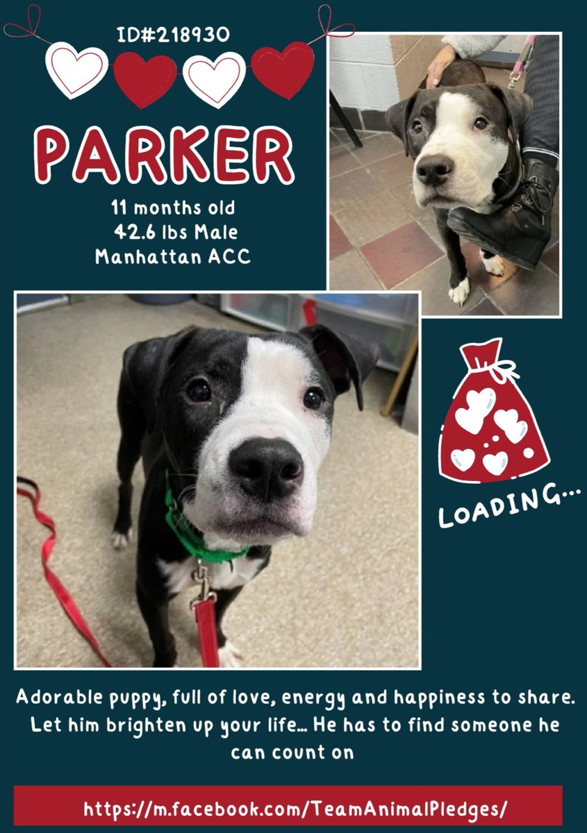 EASpenser's tweet photo. ❤️PARKER, age 11 months❤️#AnotherPuppy💔
What a cutie pie! He'll need all the baby things:
#Safety
#Patience
#Routine
#PuppyMannersTraining
#LotsOfExercise
#NoSnapJudgments
https://t.co/GcOGhdeyoI
#Adopt #Foster #Pledge4Rescue https://t.co/RNy7iGxeqt