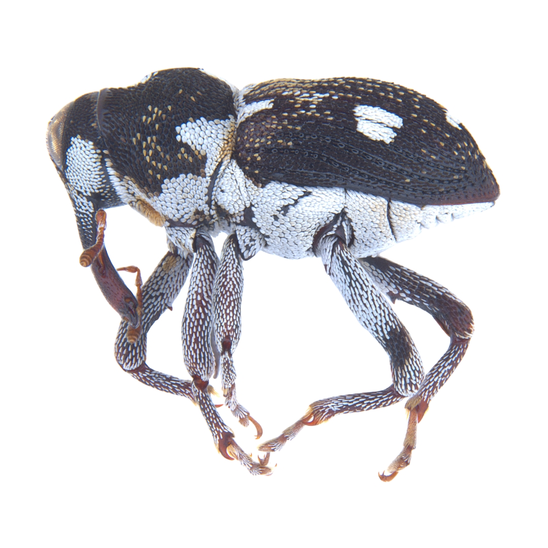 ドミニカの異型ゾウムシ 沖縄の原生林で美しい新種のゾウムシが発見されました🪲🌳 リュウ