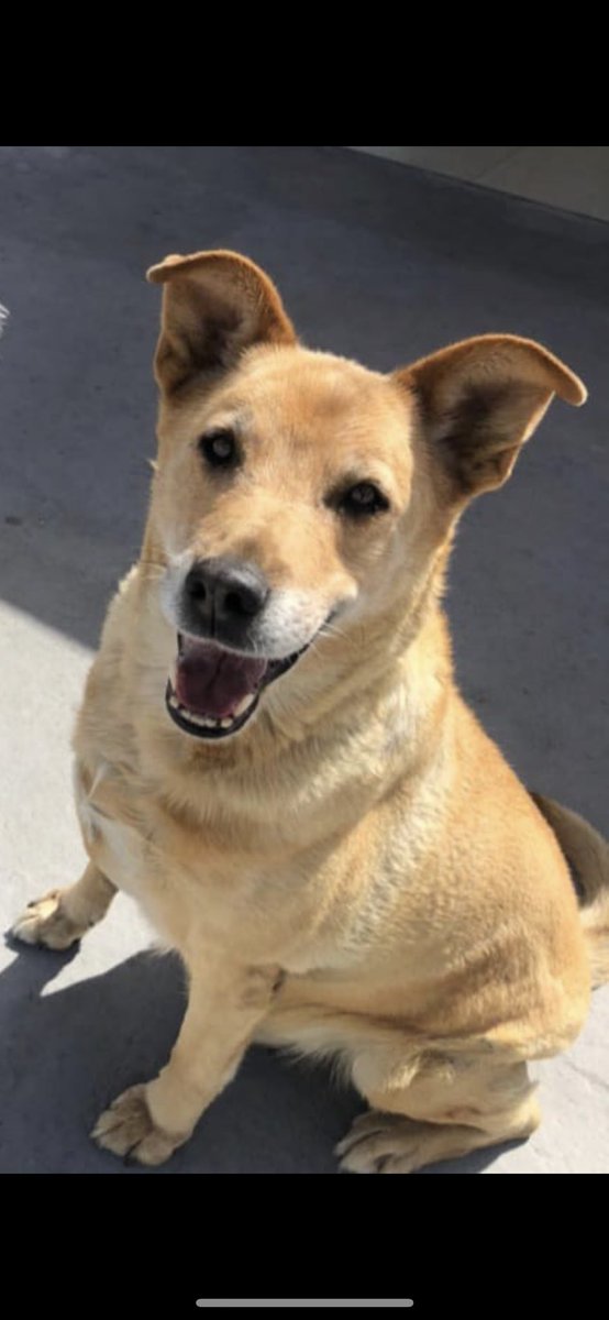 plmvn's tweet photo. @EsDeMamador Los perros son bonitos por los cuidados de sus dueños! Todos criollos, callejeros y los más leales. https://t.co/Jh6m1EkXxj