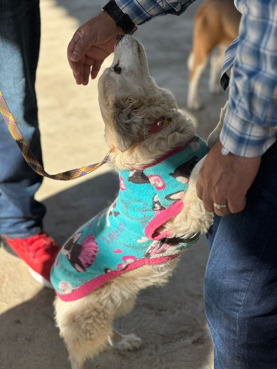 maribelmruiz's tweet photo. En #ViVaAC tratamos con respeto y cariño a nuestros lomitos y michis🐈🐕
Con entusiasmo acudimos al Fraccionamiento Los Sauces de la agencia de Sta Rosa Panzacola con nuestra Jornada de Vacunación 💉 Antirrábica.
Agradezco a nuestra amiga Lourdes García y a mi amigo Ankor Díaz. https://t.co/eF2TR2ifKT