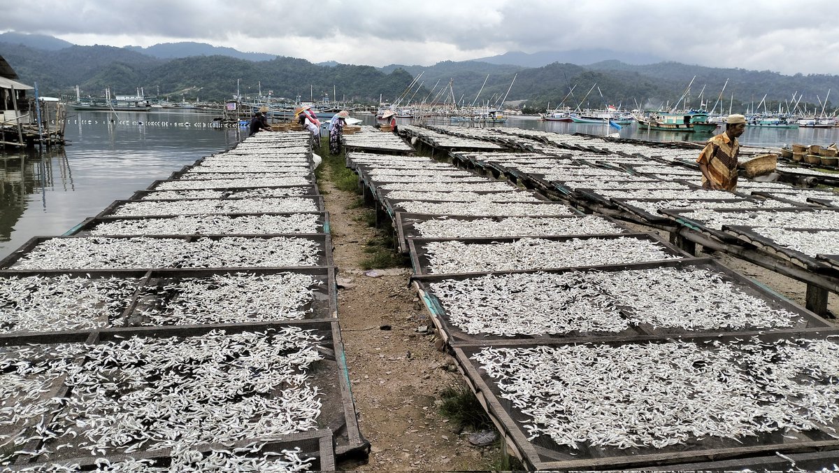 irwan_jan's tweet photo. Selasa (20/01/2025)Irwandi Luhkan Kota B.Lampung, Hi.Rosidin Poklahsar Welas Asih Kel.Kota Karang Kec.T.B.Timur,produksi teri asin 865kg,harga 70.000/kg
 #GiatLuhkanSatminkalBRPPUPP
#BandarLampung
#luhlapor
#produksi
@pusluh_bppsdm
@ipkanilampung
@bppsdm_brppupp
@Ditjen_PDSPKP https://t.co/huZ6xvVKfF