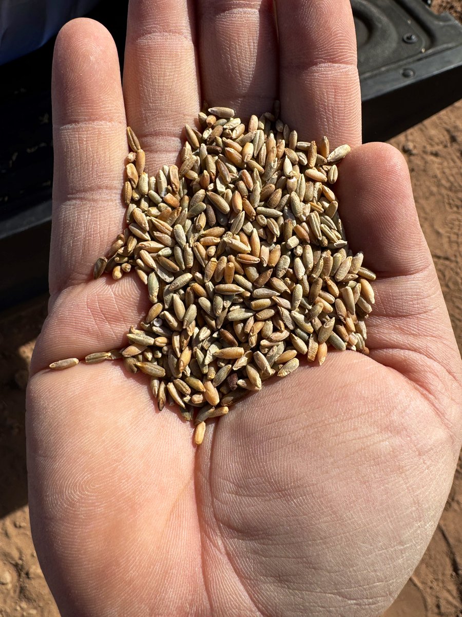 DebankurSanyal's tweet photo. We are back again to plant cover crops in the desert before cotton. It’s always fun to work with diverse mixes! To manage planting in a replicated randomized design, we had to use walkie-talkies! Cover crops are fun! 
#UASoilHealthResearchExtension 
#HealthyDesertSoilsInitiative https://t.co/sRjuvj56cS