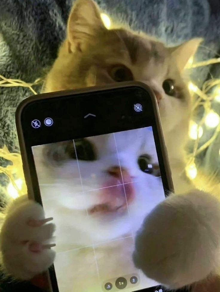TheCatsX's tweet photo. Selfie https://t.co/lJRMgkbu8O