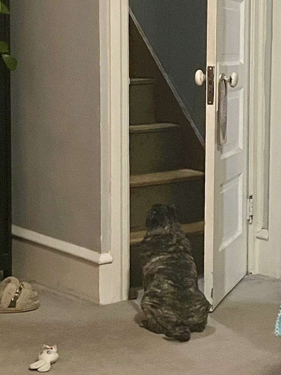 DeiselPepSkip's tweet image. It’s time for bed. Let’s go everyone! #pugsoftwitter  #pugs