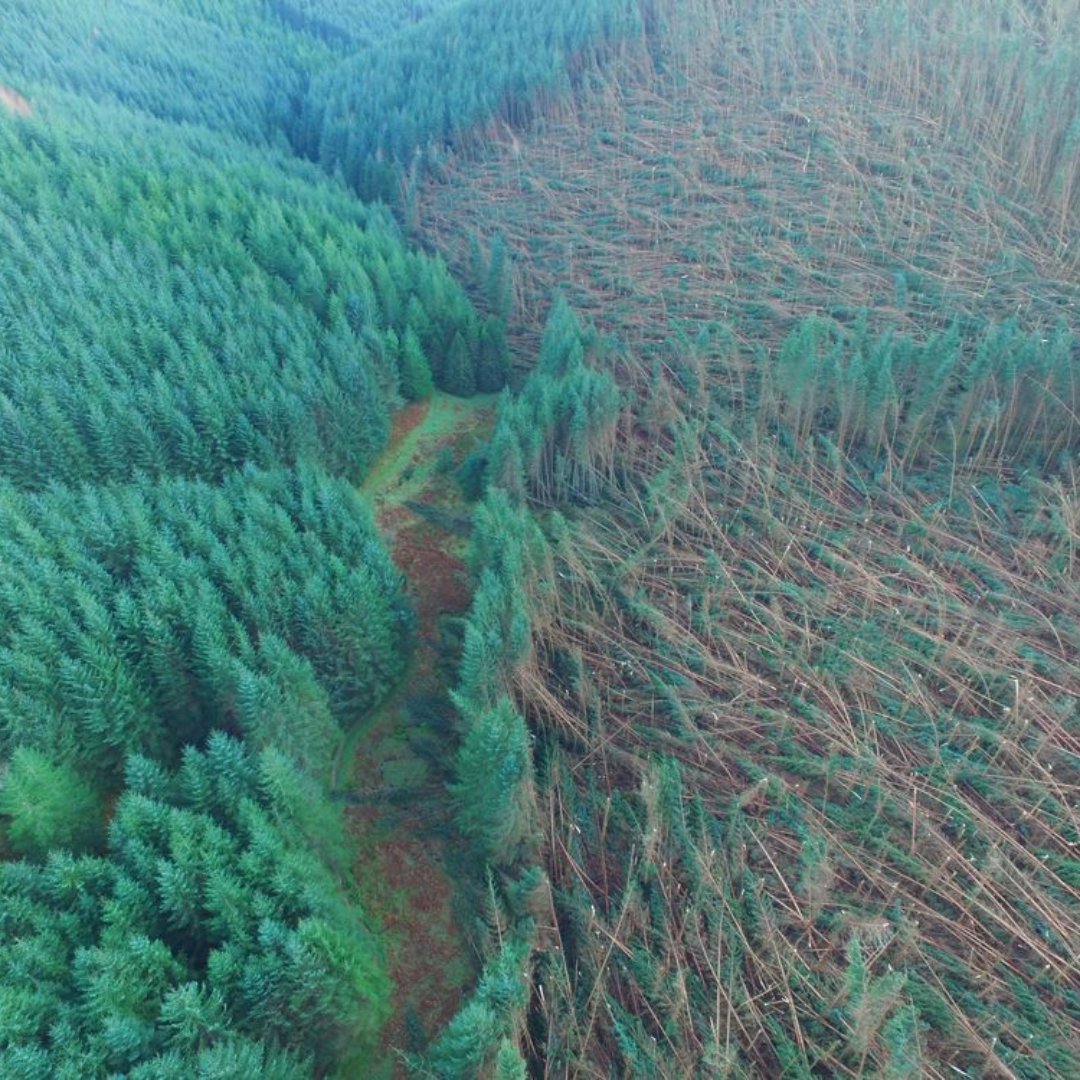 Due to #StormÉowyn we strongly advise people to avoid our forests in areas covered by weather warnings this weekend.

There is a <a href="/metoffice/">Met Office</a> red weather warning in effect from 10:00 to 17:00 on Friday 24 January.