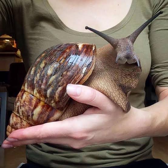 LittleSmileOnly's tweet photo. One for Anna:
Don't know why she was surprised at a catio, I just encountered a snailfluencer.
Seems like only for GALS, though.
@andrewhunterm @JamesHarkin @nosuchthing https://t.co/BhjLBWhbu3