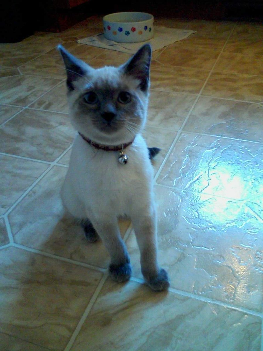 Ëpsølé 🇺🇸🇳🇴 tweet media