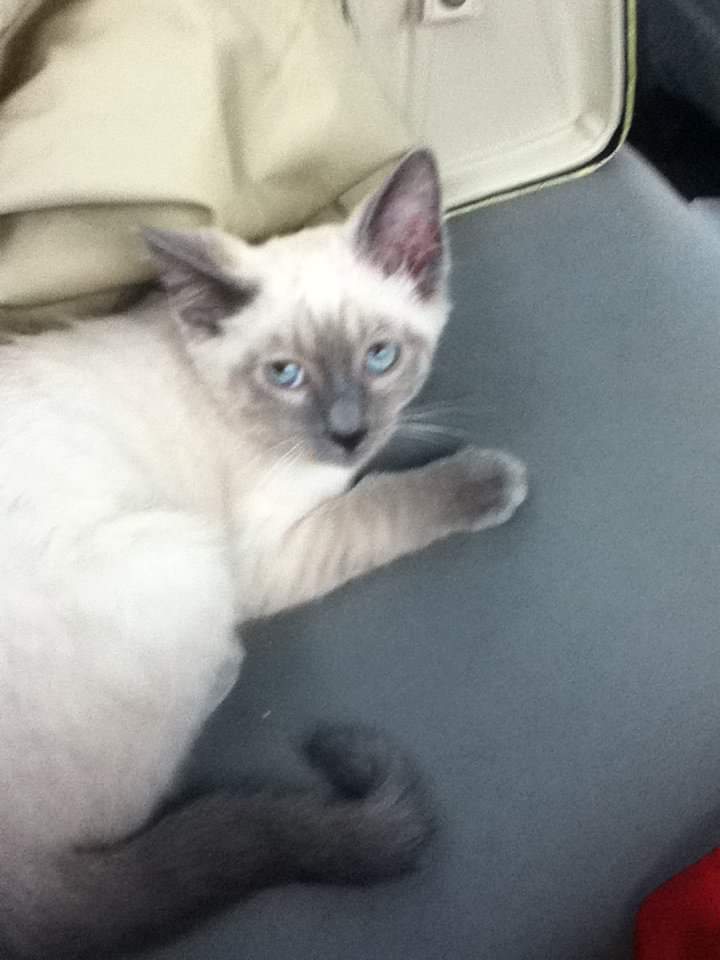 Ëpsølé 🇺🇸🇳🇴 tweet media