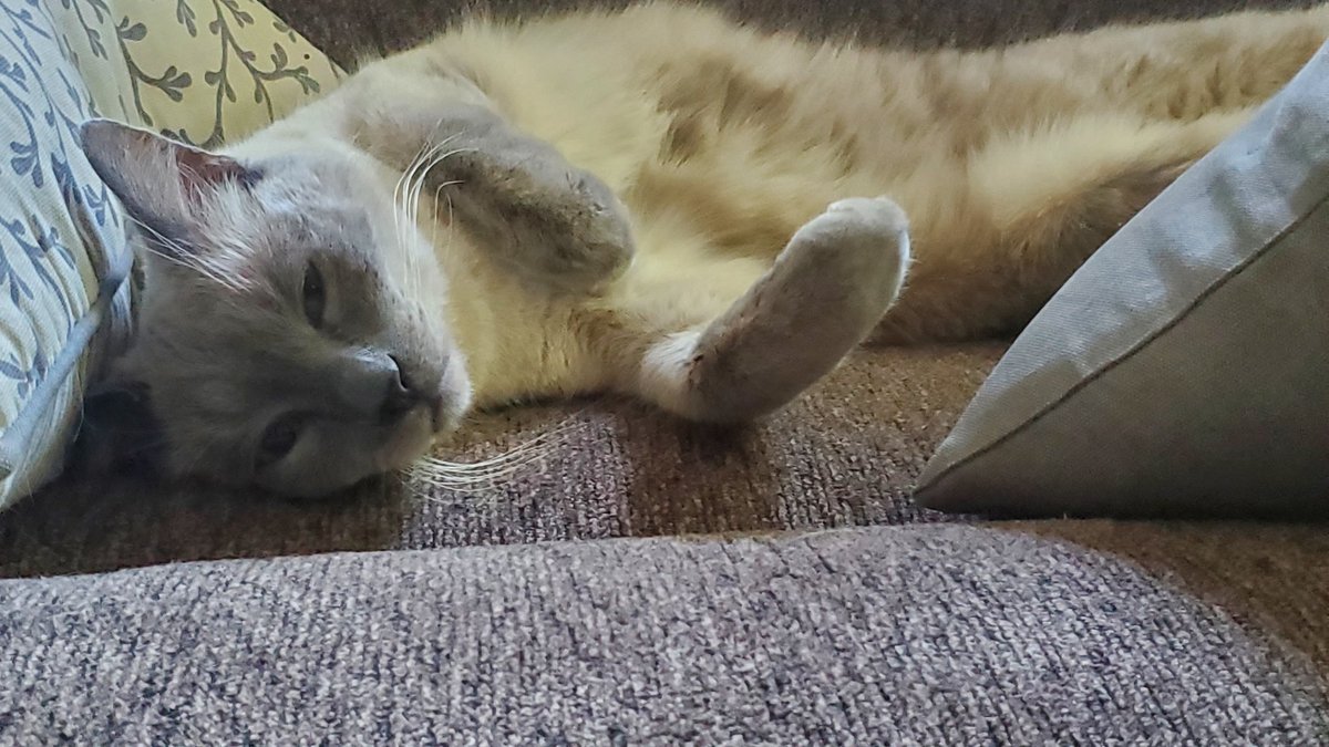 Ëpsølé 🇺🇸🇳🇴 tweet media