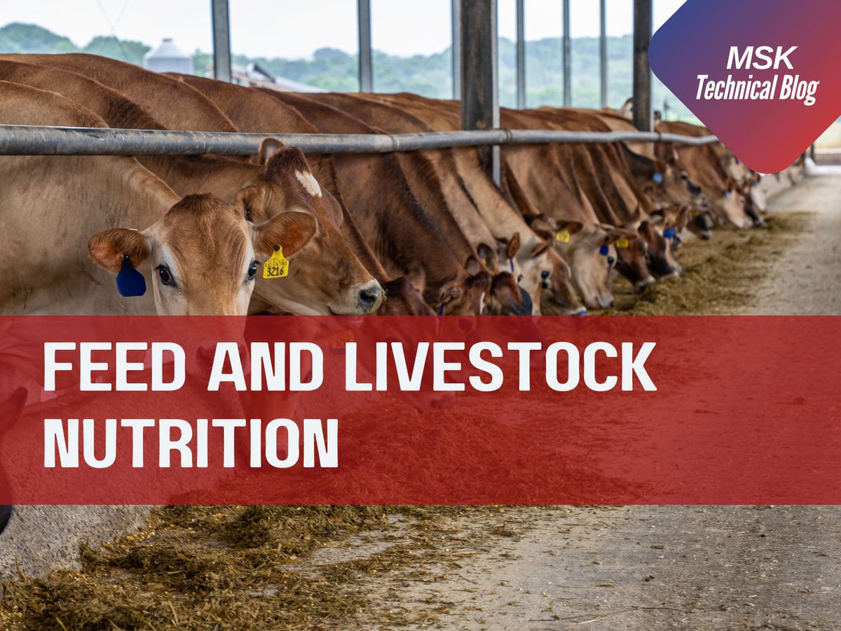 mitraskcorp's tweet photo. Accurate fiber analysis is key to healthier, more productive livestock! Transform feed quality with precise testing.
Read more: https://t.co/cqSCtCxC2G
#FeedQuality #FiberAnalysis #LivestockNutrition #MSK https://t.co/7qyquyr5VL
