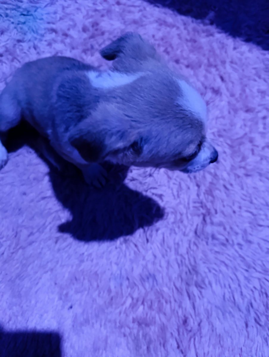 avric_'s tweet photo. Turns out I bought him na sikumbuki . Idek what to do with him 😂🤣 https://t.co/hFmgsJRs6T