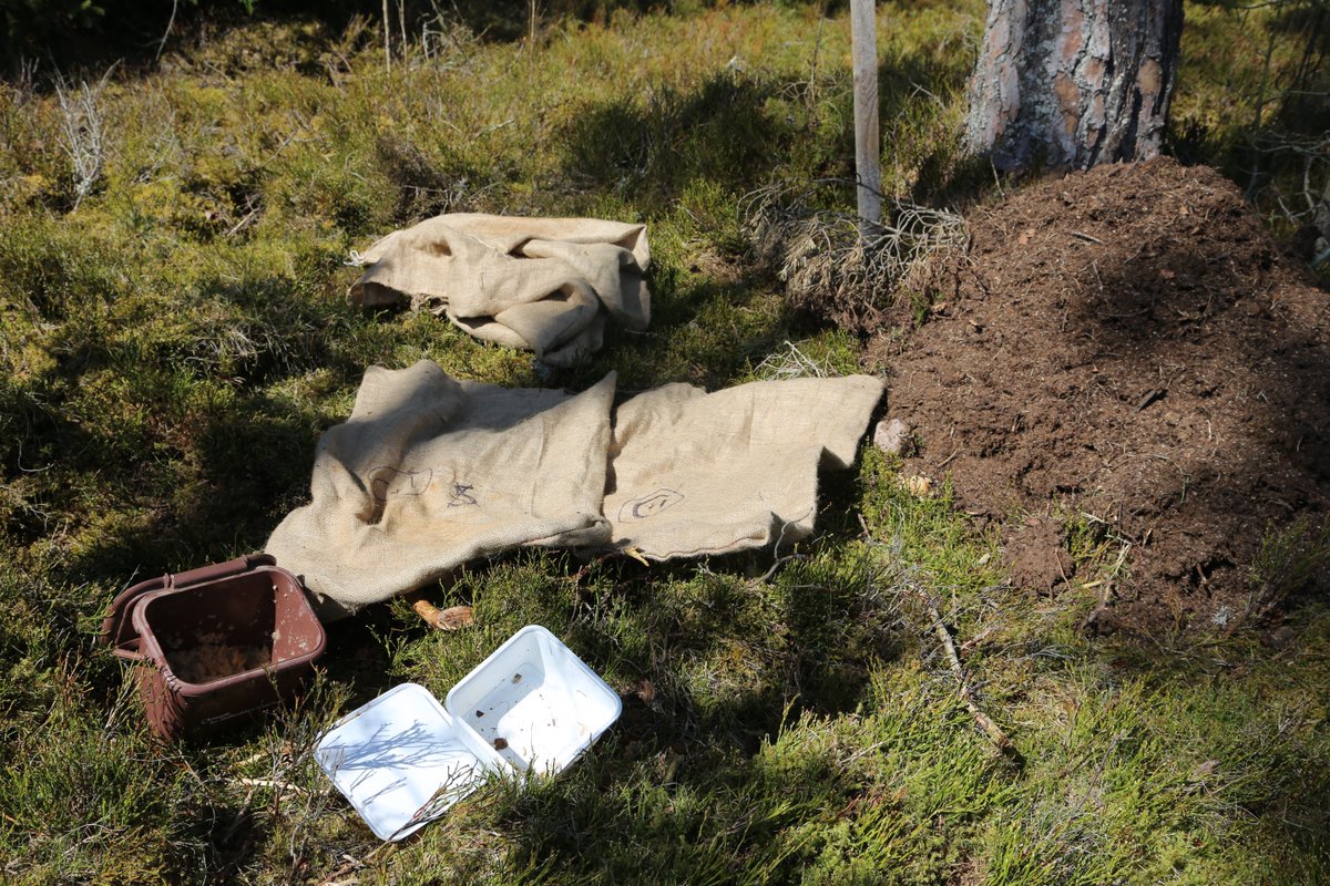 SISF_2025's tweet image. As wood ants become increasingly rare, there R things we can do. 1 is actually move  nests from sites with strong populations &amp;amp; (re-)introduce them to other suitable woods. @ConopsEnto did just this. 
Moving wood ants is tried and tested. Need to consider this in Staffs.