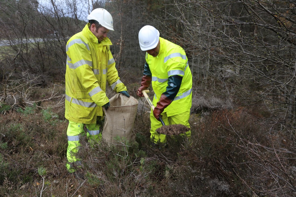 StaffsInvertScience (@sisf_2025) on Twitter photo As wood ants become increasingly rare, there R things we can do. 1 is actually move nests from sites with strong populations & (re-)introduce them to other suitable woods. <a href="/ConopsEnto/">Andy Jukes</a> did just this.
Moving wood ants is tried and tested. Need to consider this in Staffs. As wood ants become increasingly rare, there R things we can do. 1 is actually move nests from sites with strong populations & (re-)introduce them to other suitable woods. <a href="/ConopsEnto/">Andy Jukes</a> did just this.
Moving wood ants is tried and tested. Need to consider this in Staffs.