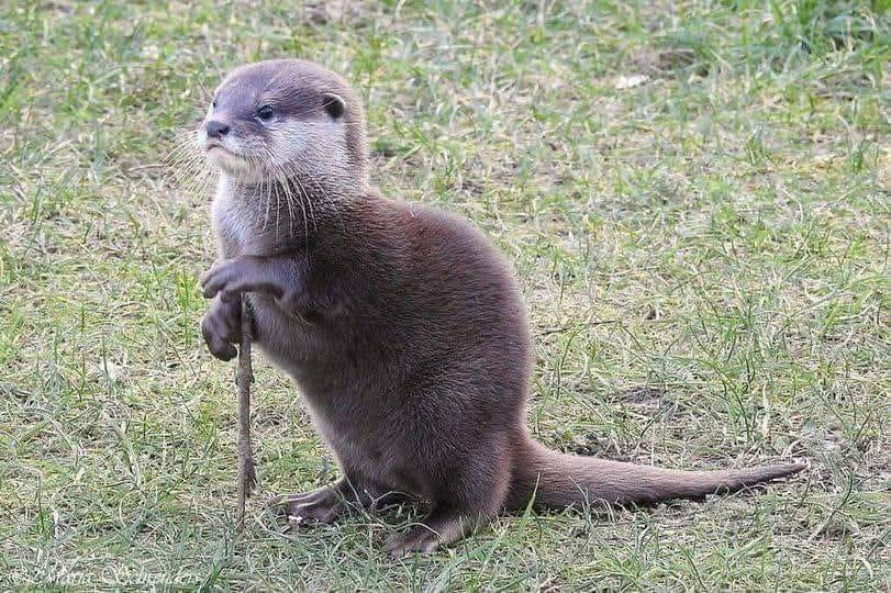 Loovenelle's tweet photo. Le bâton, c'est pour éviter que loutre-tombe.  😂 https://t.co/rdAaoZAb3H