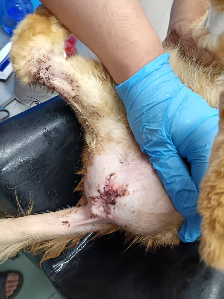 Jom sedekah Jumaat for Oyen

Total surgery cost: RM 725
Deposit: RM 100
Total donation balance: RM 61.37
Amount needed: ‼️RM 563.63‼️

<a href="/itsybitsymin/">min min 🐱</a> <a href="/yemmeow/">emma</a> <a href="/dearsln/">dea</a> <a href="/tattyhassan/">Tatty H.</a> <a href="/ketengahketepi/">Shabina</a> <a href="/abilsuhaimi/">Nabila Huda</a> @Miyabellsoz <a href="/pelisahh/">not pel</a> <a href="/frdsh_/">F</a> <a href="/goodmeowning__/">good meowning 🐈</a> <a href="/FiskaYenitaFK_/">𝐦𝐢𝐨𝐰🐾</a>