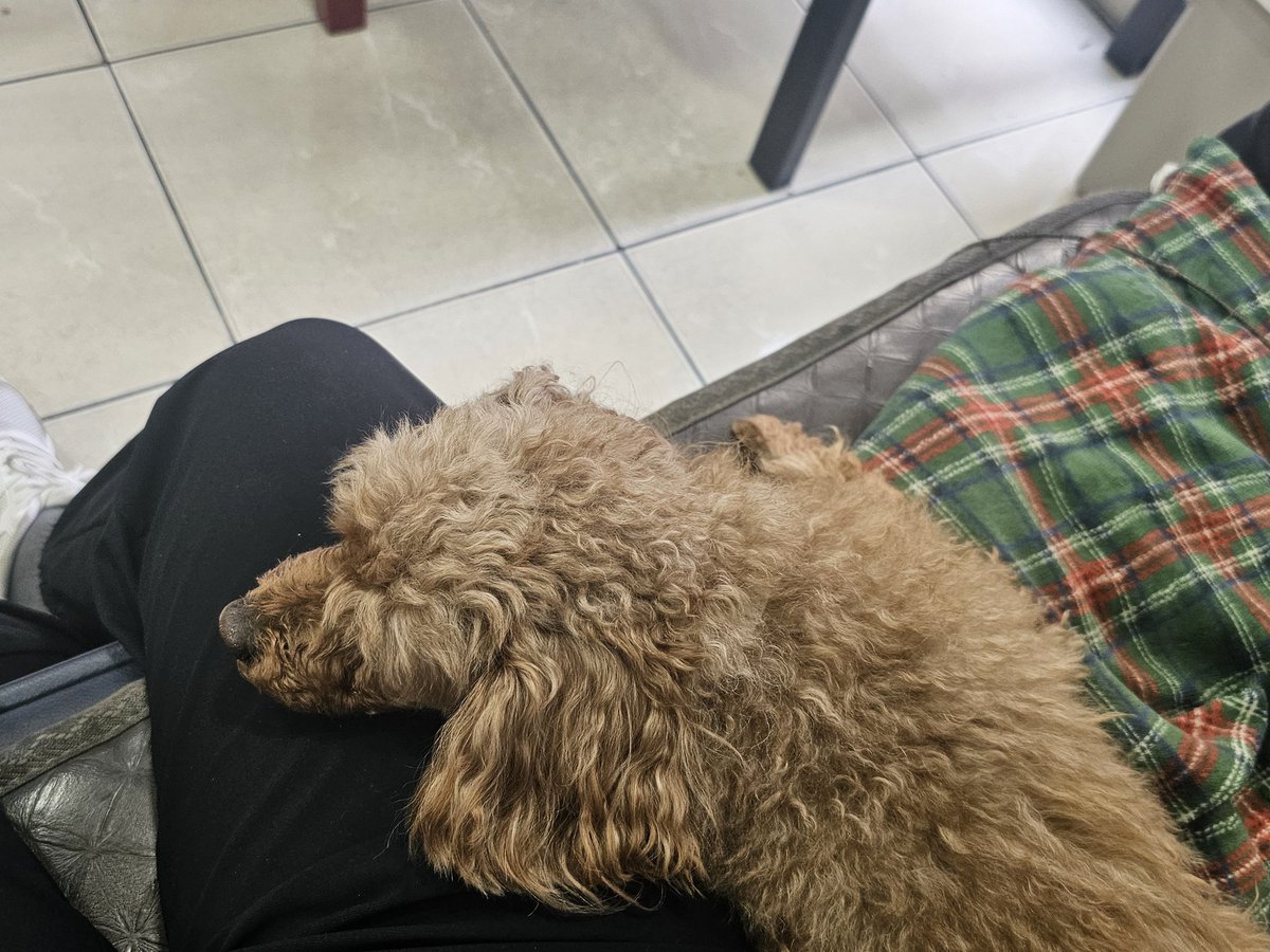 sag03084's tweet photo. 동네 미용실 개한테 1년 넘게 호감도작을 한 성과가 나오고 있다 https://t.co/C5O8urFkM8