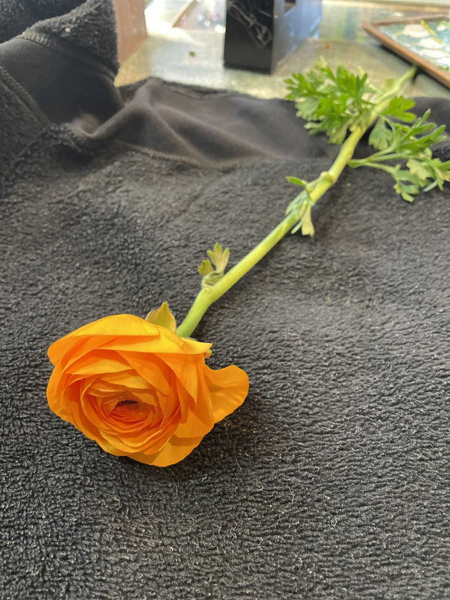 オレンジのラナンキュラスが一本だけ入荷しました オレンジのラナンと