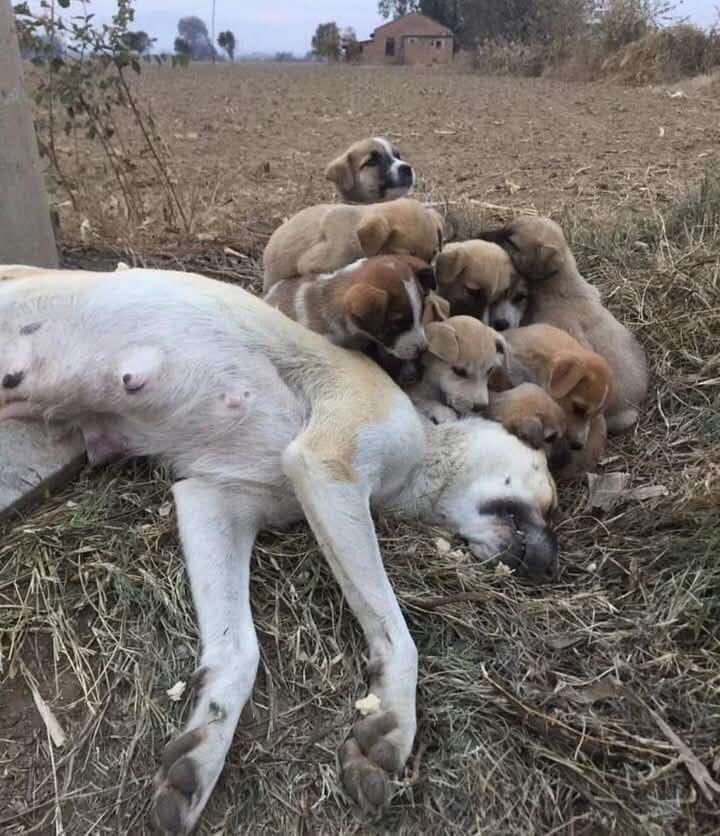 Çaresizlik kadar'da kötü bir şey yoktur şu  hayatta. Çığlık atarsınız, duymaz kimse sesinizi..duysada gelmez çünkü köpeksin ,dövülerek vurularak zehirlenerek can çekişerek ölürsün  çocuklarınızın gözleri gözlerinizin içine bakarken .bunca vahşetin vicdansızlığın sebebini bilmeden