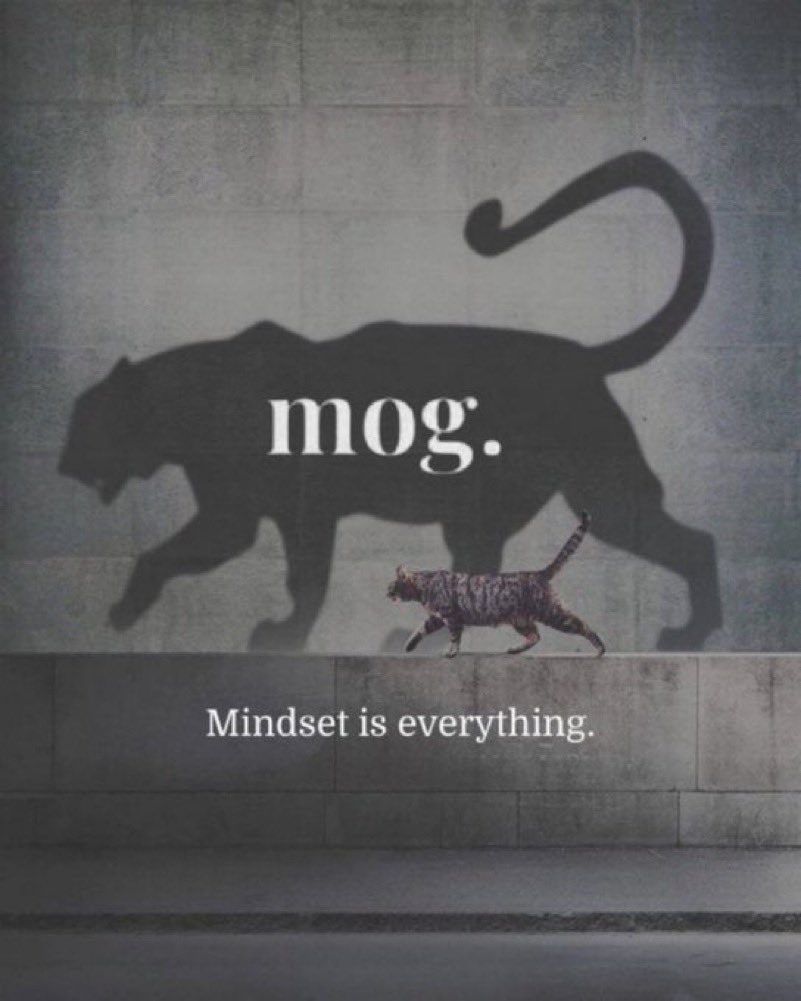 MOG COIN tweet media