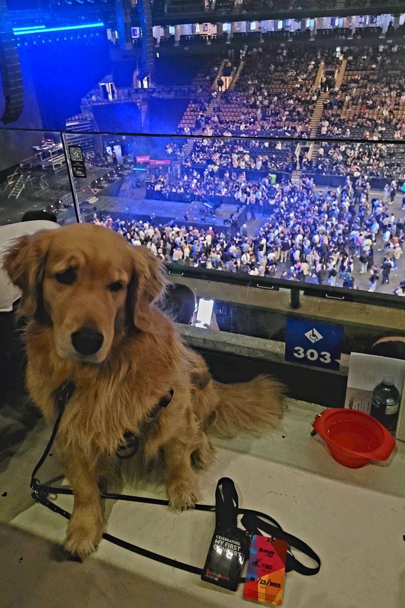 PTSD Service Dog tweet media
