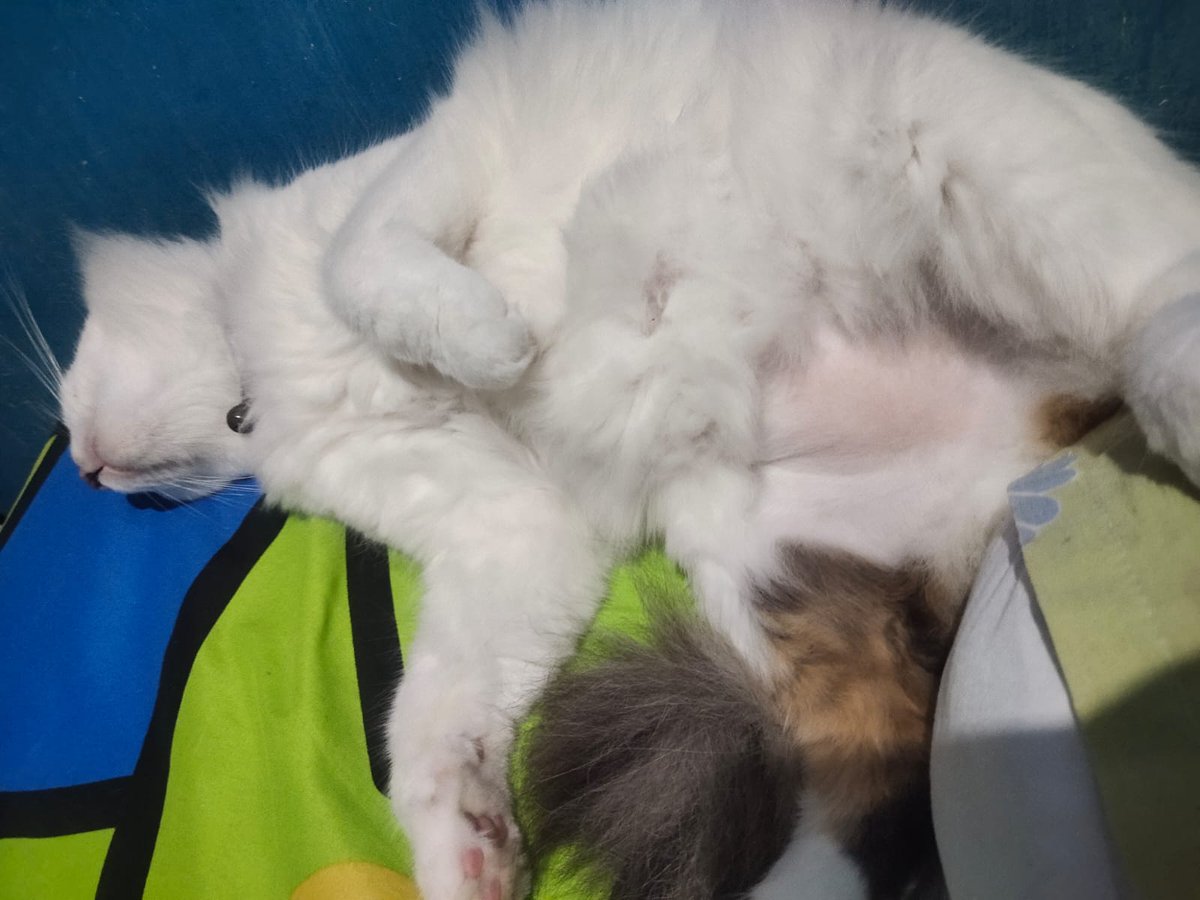 matchunyu's tweet photo. @kochengfs Perut lumernyaaa https://t.co/akkzpCMo9q