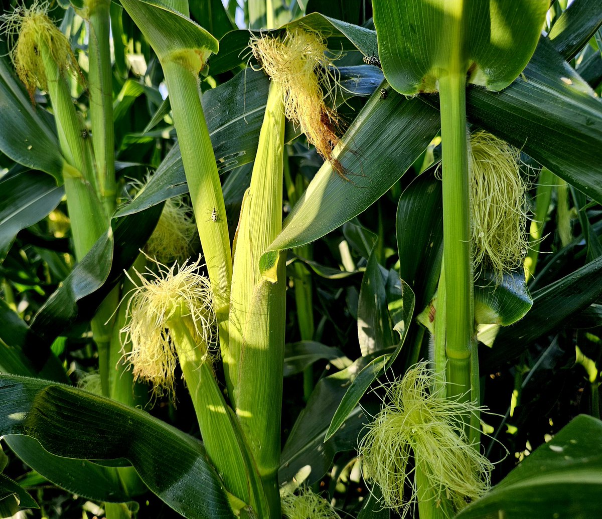 59-32 dekalbs setting a high constant 2nd ear this year at what we call a high pop in SA (80k/ha). If they dont abort there will be some big numbers ...