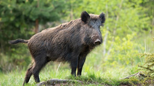 GaryWmMyers's tweet photo. #BitsandBites from Around the World > #Wildboar #attacks in the Netherlands

https://t.co/zSMKYXI18j https://t.co/776DoPyhOc