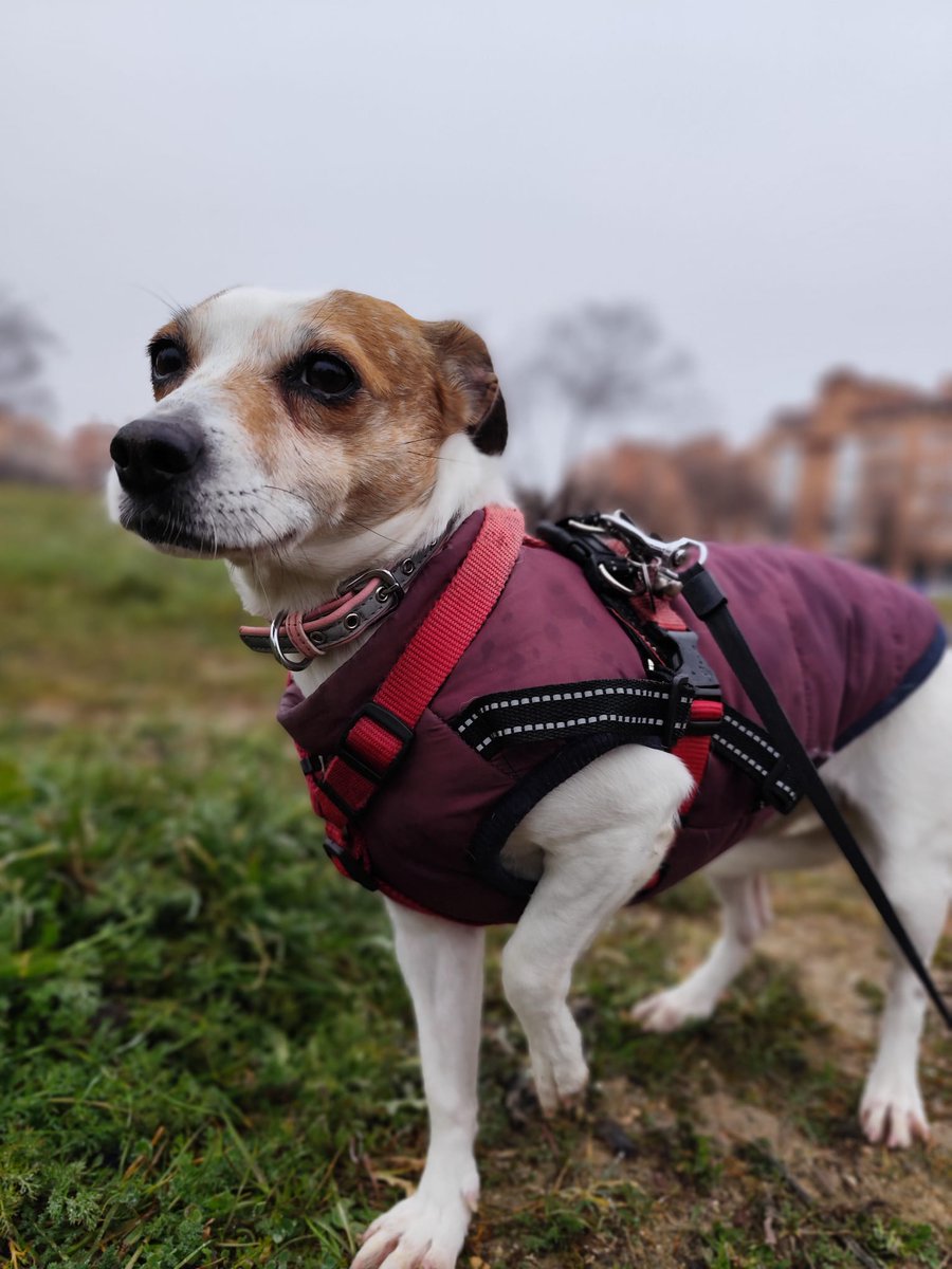 NuevaVidaAdop's tweet image. #madrid 
CHICAcruce #jackrussell de 5 años y 6 kg
NECESITA #adopcionresponsable 
Ha sufrido mucho y se muestra miedosa
NECESITA paciencia y cariño
Sociable con niños🐱🐶
Se entrega chipada,vacunada,desparasitada y CON compromiso de castracion 
CONTACTO 📩facenuevavida@gmail.com