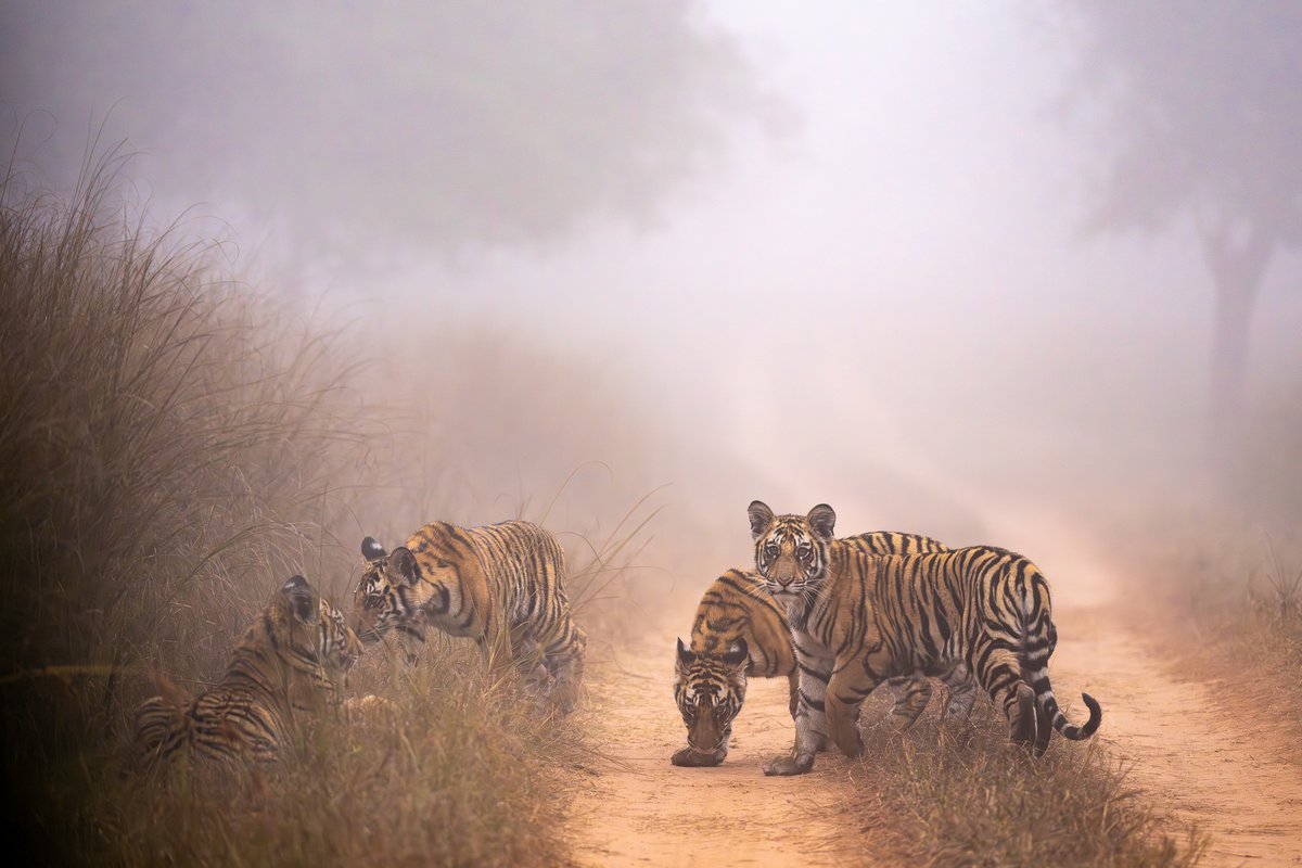 Cubs of P141 in fog at Panna Tiger Reserve. Interested in joining my next wildlife workshop here? 
sudhirshivaramphotography.com/panna-tiger-re…

May 14 to 18th May, 2025. Last 3 seats left.