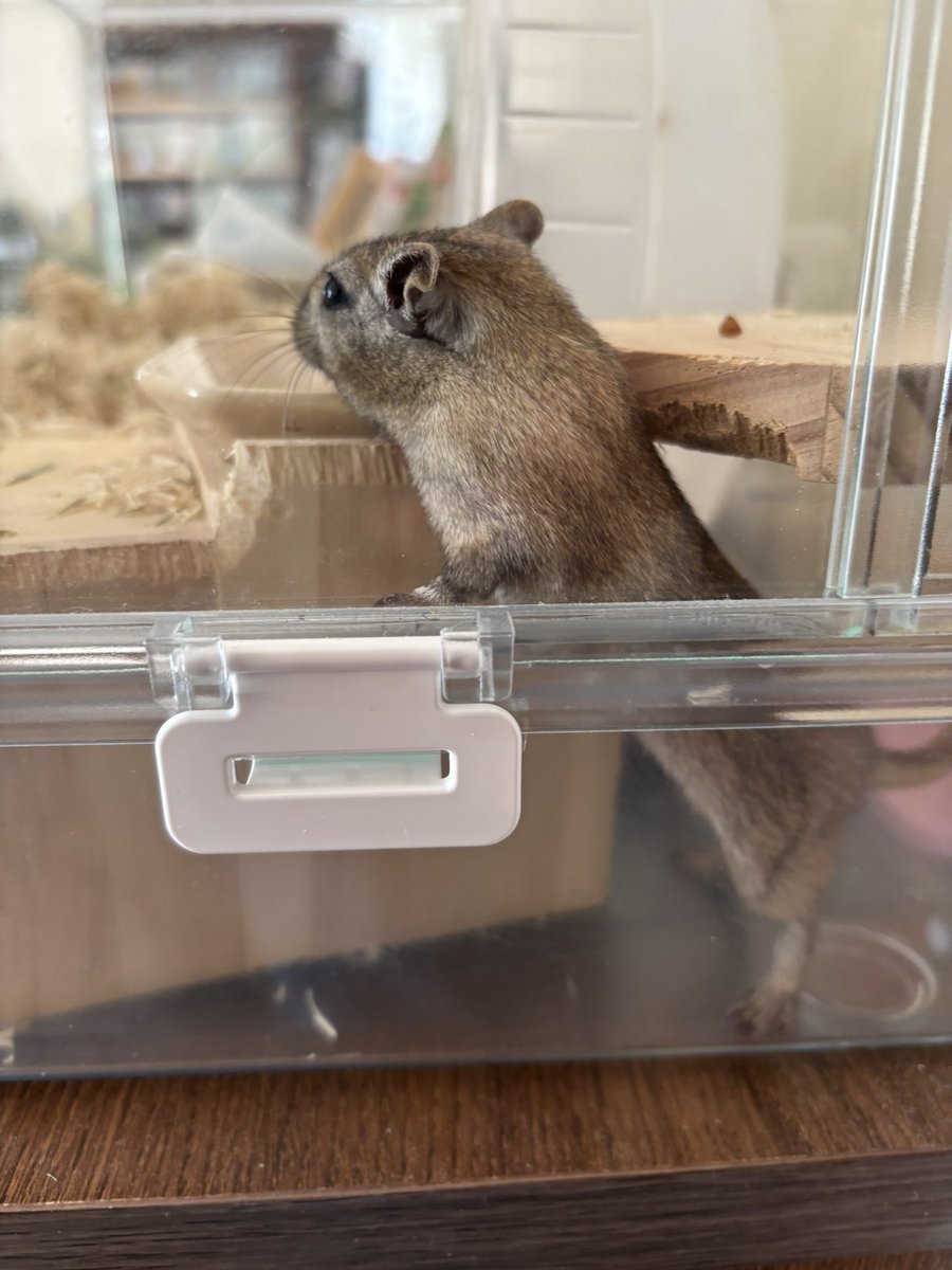 ﾓｸﾞｯﾁﾉｹﾊｲ、、、、