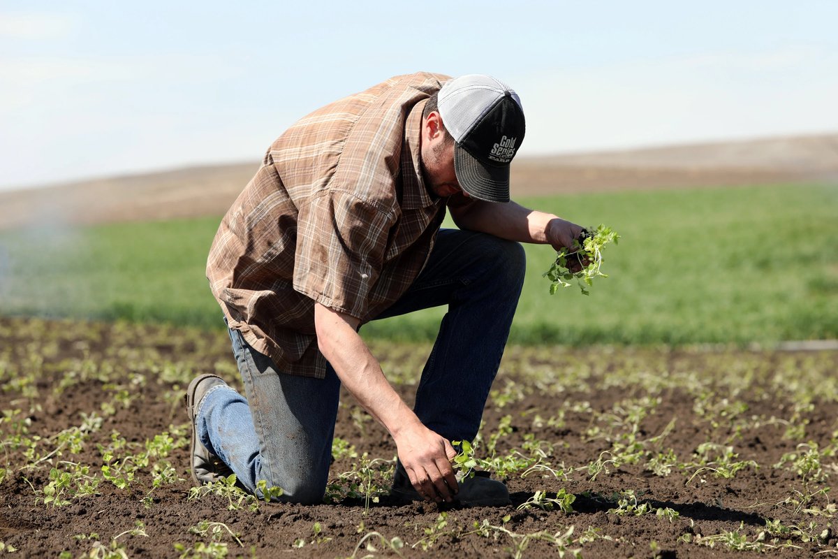 RhysSullivan's tweet image. Cursor is down, writing organic, farm raised, non gmo code by hand the way our ancestors used to do
