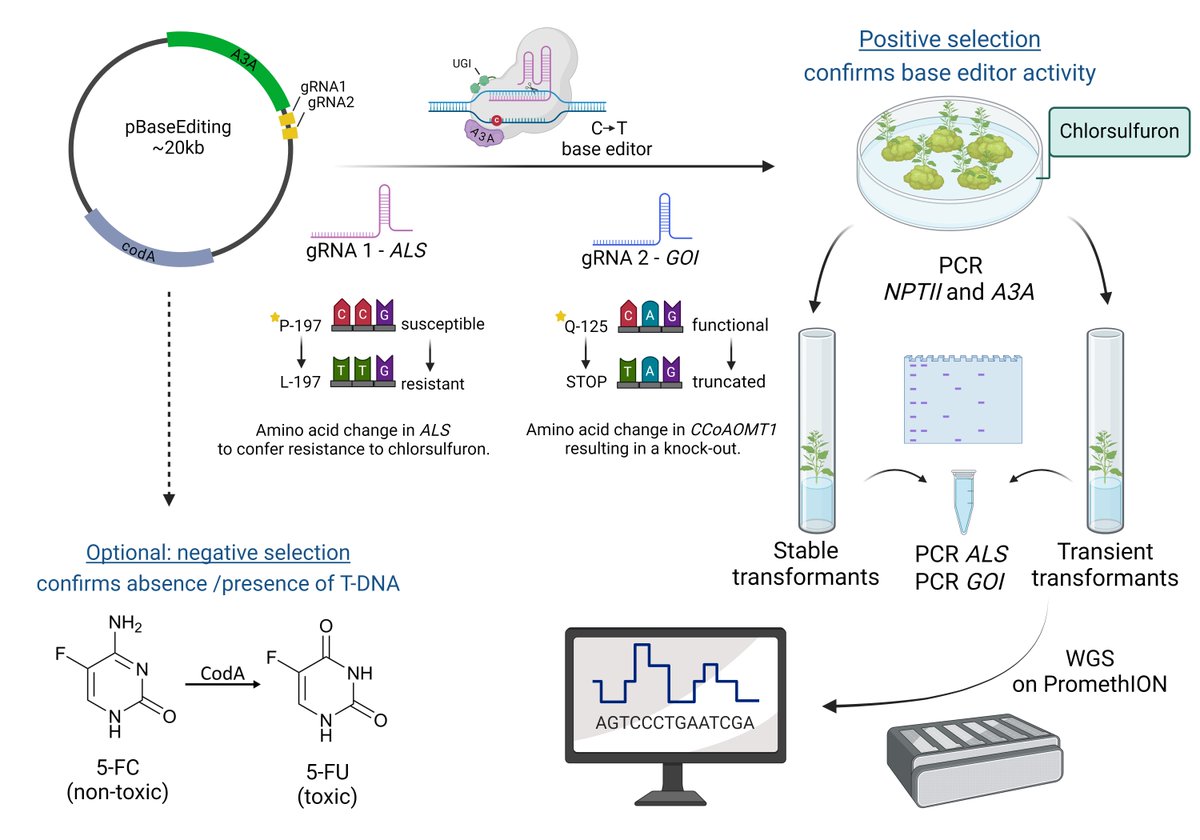New Phytologist (@newphyt) on Twitter photo Transgene-free precise genome engineering in poplar for breeding and research purposes
Hoengenaert et al. @PSB_VIB <a href="/BioenergyVIB/">Bioenergy @bioenergyvib.bsky.social</a>
📖 nph.onlinelibrary.wiley.com/share/MKI84XG2… Transgene-free precise genome engineering in poplar for breeding and research purposes
Hoengenaert et al. @PSB_VIB <a href="/BioenergyVIB/">Bioenergy @bioenergyvib.bsky.social</a>
📖 nph.onlinelibrary.wiley.com/share/MKI84XG2…