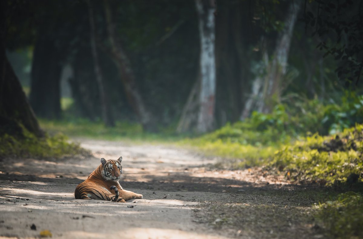 Anuradha Marwah (@anuradhams) on Twitter photo Surrounded by the vibrant greenery of the jungle in Kaziranga, a #tiger sits calmly on a dirt track blending beautifully with the dappled sunlight that filters through the canopy.
A not so common occurance at #Kaziranga #assam
<a href="/aweassam/">Awesome Assam</a>
<a href="/assamforest/">Assam Forest Department</a> #IndiAves Surrounded by the vibrant greenery of the jungle in Kaziranga, a #tiger sits calmly on a dirt track blending beautifully with the dappled sunlight that filters through the canopy.
A not so common occurance at #Kaziranga #assam
<a href="/aweassam/">Awesome Assam</a>
<a href="/assamforest/">Assam Forest Department</a> #IndiAves