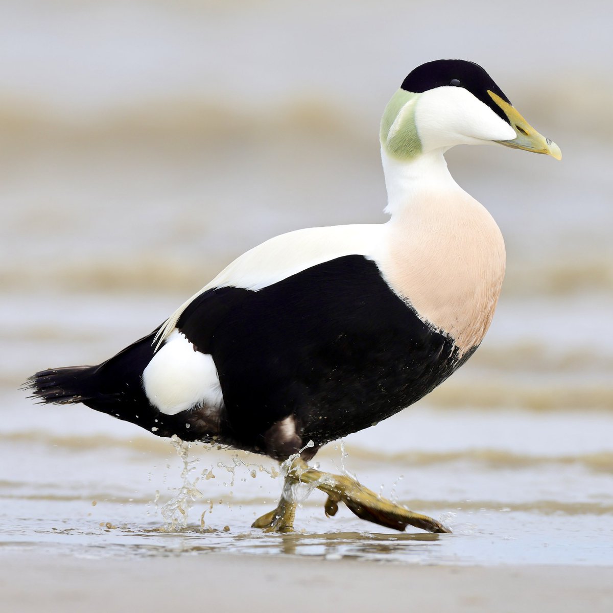 #Texel is al ruim een week dé plek voor vogelaars uit heel Europa. Er is een zeldzame Brileider neergestreken. De eerste voor Nederland. Dat is een prachtige Eider, maar dat zijn ze  allemaal. Meestal dobberen ze op zee, maar dit mannetje Eider zat op de Volharding.