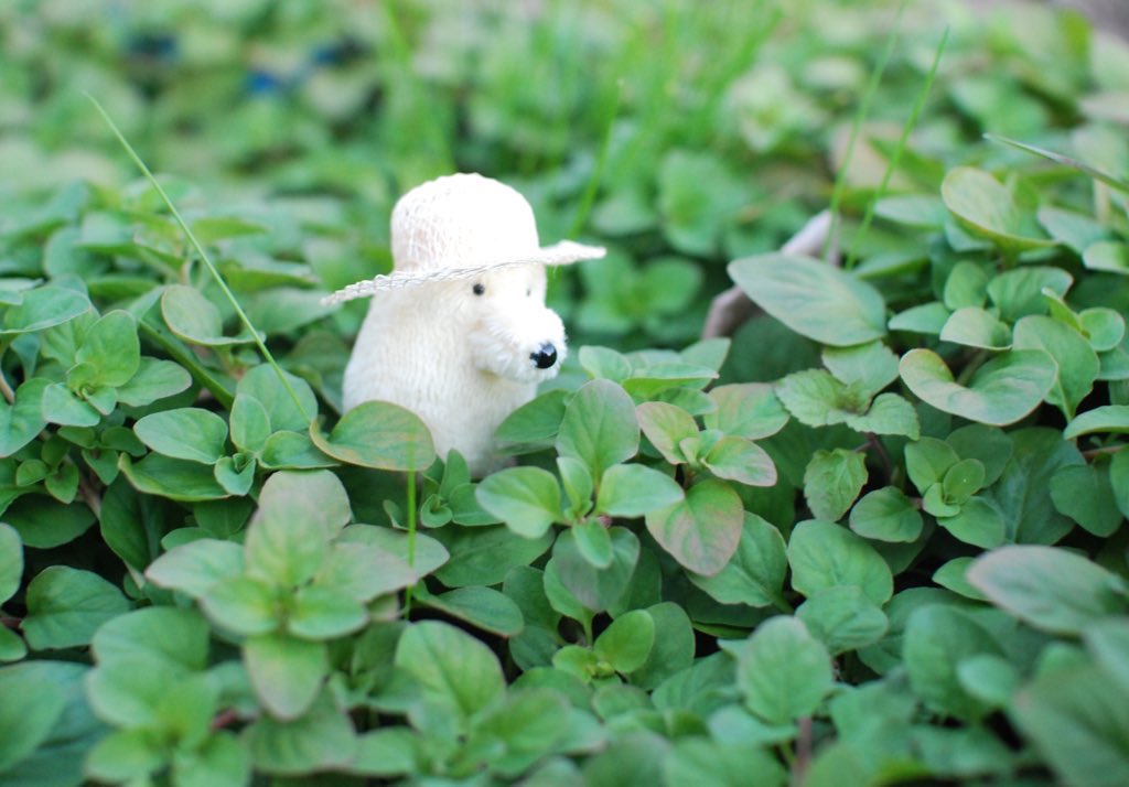 simainusima's tweet photo. 自然を愛してる🧑‍🌾 https://t.co/S8vHsWNQHN