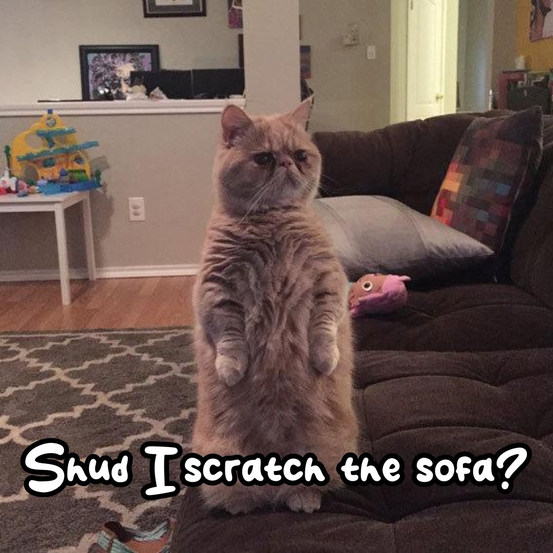 Masterchris_jnr's tweet photo. GM 🌟
Don't forget to buy #sofac @SofaCatSPL today https://t.co/6GKLtRlQwu