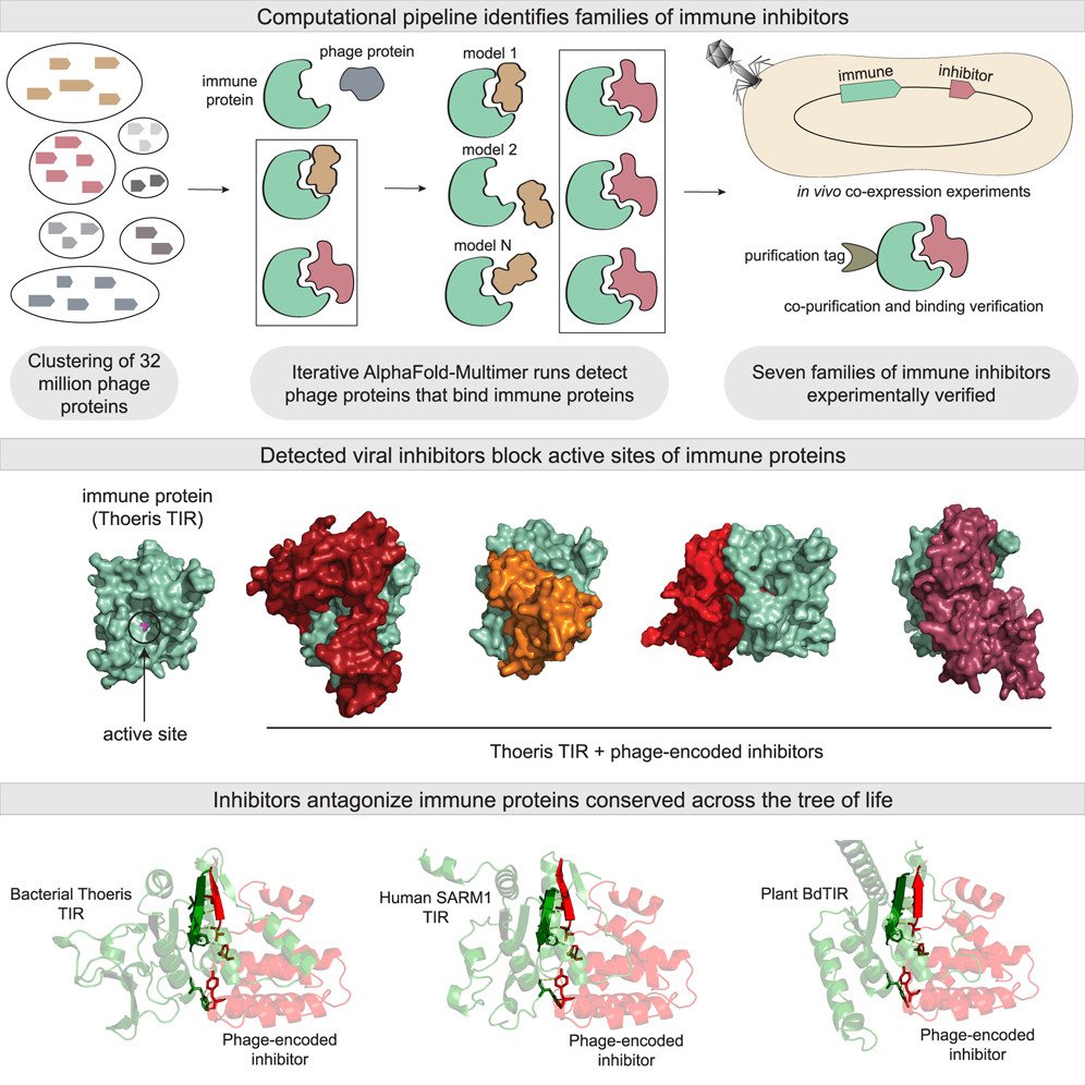 How did researchers develop a systematic method to discover viral proteins that can inhibit immune responses across different domains of life? <a href="/WeizmannScience/">Weizmann Institute</a>  <a href="/CellCellPress/">Cell</a> 

"Structure-guided discovery of viral proteins that inhibit host immunity"

• A new pipeline was