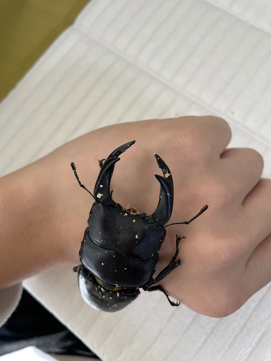 えー
かじってるなって思ったら…
右顎の先がーーーー！！
あなたクリアスライダーだと顎かけするのね……
ちょーしょっく
#オオクワガタ