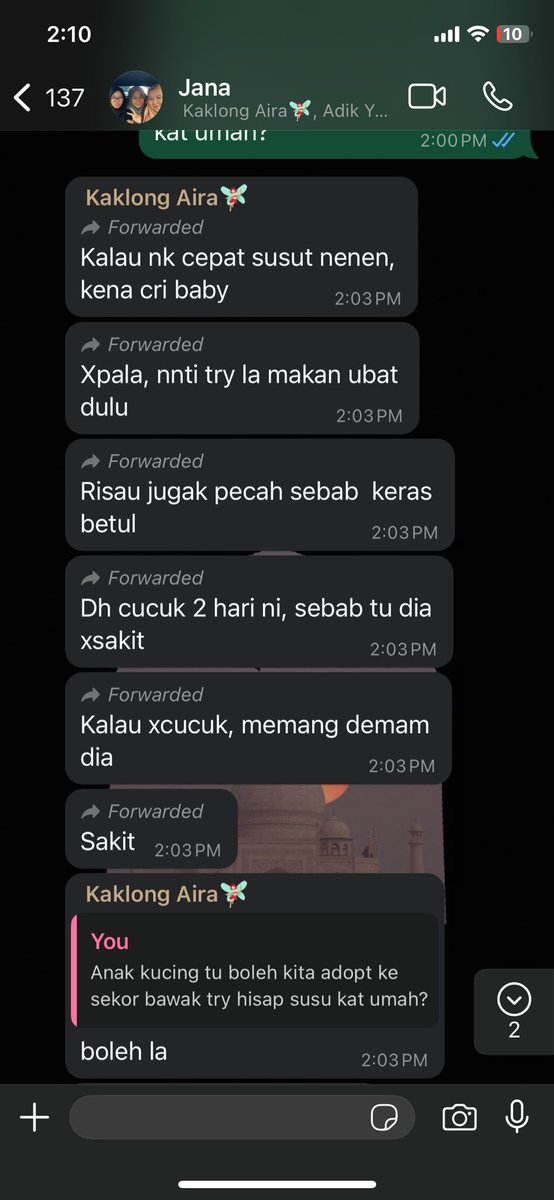 sya1qahh's tweet photo. URGENT!!

Kucing i Manis baru je beranak semalam seekor tapi anak dia mati waktu bersalin tu. Sekarang dia tengah warded sebab bengkak susu teruk. Anyone ada tak terjumpa any baby baru lahir yang boleh bagi Manis jadi ibu tumpang? Kalau sekor je lagi baik boleh kami adopt terus https://t.co/5sba3coDUF