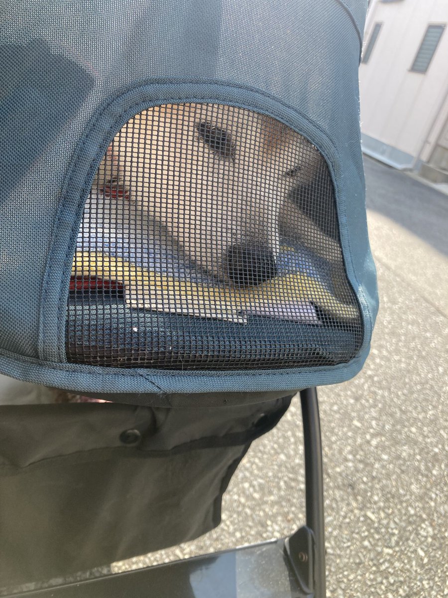 wahaha358's tweet photo. 動物病院に爪切りをしてもらいにいってきました。

寒い中でもぽかぽかの日差しが気持ちいいね！ https://t.co/nofme269G8