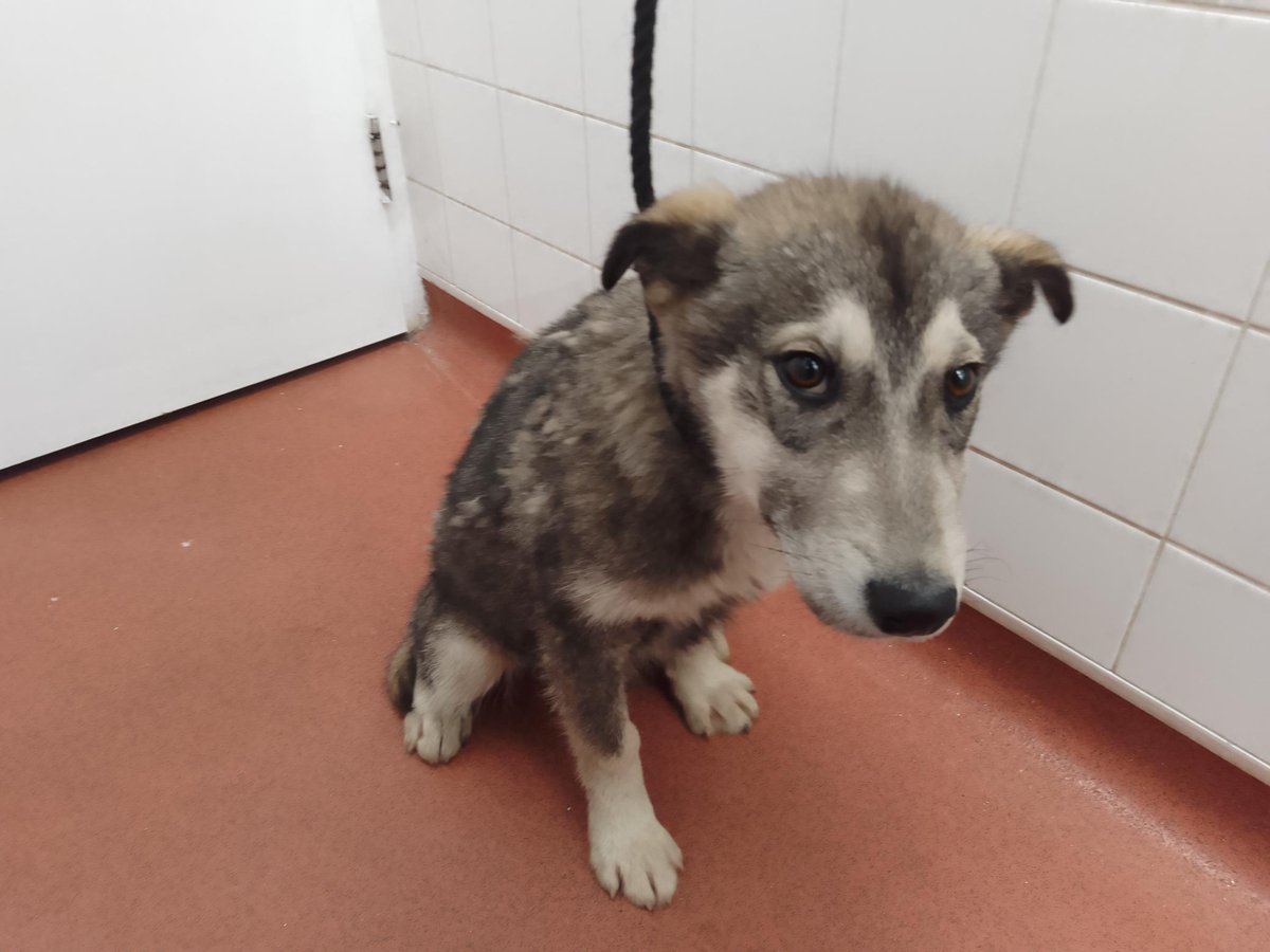 AdoptionsUk's tweet photo. Please retweet to help find a rescue shelter space for this stray/abandoned Husky puppy found #GREENWICH #LONDON #UK 
Now in a council pound for 7 days. Aged 3-4 months, he's not chipped, found 22 January 2025.
This council pound will not allow the public to adopt.
Proof of ownership required. 
Contact below if you can offer a rescue shelter space.
https://t.co/gvko0pjw8t

Council pounds and rescue shelters are full across the UK. All breeds are affected, puppies, pregnant dogs, old dogs and poorly dogs are being dumped in huge numbers‼️‼️‼️‼️
Where are our MPs on this? 

#England #dogs #pets #animalwelfare
@DannyVet @APDAWG1 @RSPCA_official @dailyecho @DailyMirror @NickDixonITV @BBCNews @clarebalding @EamonnHolmes @JaneFallon @rickygervais @DrBrianMay @PeterEgan6 @marcthevet @PETAUK  @UKLabour @ConservativeAWF @Conservatives @LibDems @RoyalFamily @marcthevet @andreajenkyns @RosieDuffield1 @MissingPetsGB @DogLost_UK @SaintsSledDogs @8BelowHuskyResc #Puppies #Husky #Huskies #Malamutes #Wales #Scotland @Nigel_Farage @RupertLowe10 @SteveReedMP @lisanandy @RishiSunak @SuellaBraverman @DefraGovUK @TheKennelClubUK @The_Blue_Cross @Battersea_ @JacquiSaid @Dogs4Rescue @gsrescueelite @Keir_Starmer @AngelaRayner