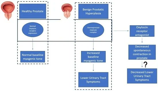 Biomed_MDPI's tweet photo. #biomedicines
Let’s take a look at this beautiful #GraphicAbstract: 🐱
Title: The Effects of Age on #Prostatic 🚇Responses to #Oxytocin 🪫and the Effects of #Antagonists ☪️
Link: 🌵
https://t.co/Z5Z2Tx2uc8
@MDPIOpenAccess @MDPIBiologySubj https://t.co/mP9HZpsbbI