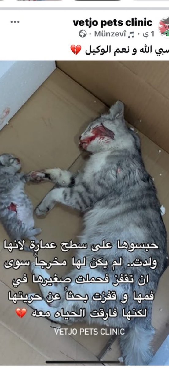 القطة ماتت، طفلها مات، والإنسانية ماتت معهم.
#نرفض_العنف_ضد_الحيوانات