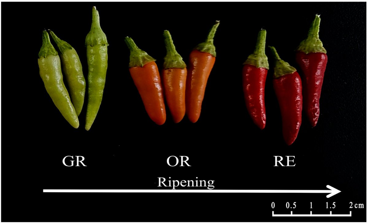 AgricultureMdpi's tweet image. #CallforReading

🌶️ Transcriptomic and Metabolomic Analyses Reveal Differences in Flavonoid Synthesis During #FruitDevelopment of Capsicum frutescens pericarp

✍️ by Yinxin Yang et al.
 
👇 Check it out for more:
doi.org/10.3390/agricu…
#AgricultureMdpi