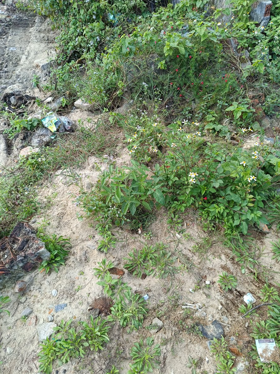 phug0505's tweet photo. clean up on a beautiful sunny day @cleanify_vet #cleanifychallenge #EcoWarrior https://t.co/DFJXsmj87p